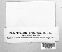 Trochila craterium image